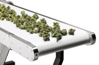 Sunflower Trimmer Conveyor OUT