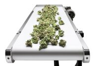 Sunflower Trimmer Conveyor OUT